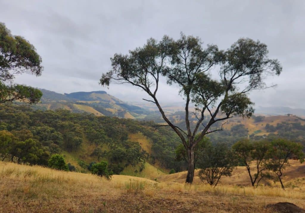 Golden Cross Confirms Orogenic Gold Mineralization at Reedy Creek, Australia